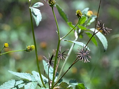 Mutsine (Black Jack) Tea
