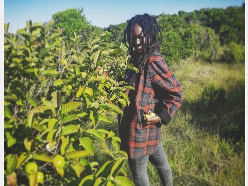 Guava Leaves Herbal Tea